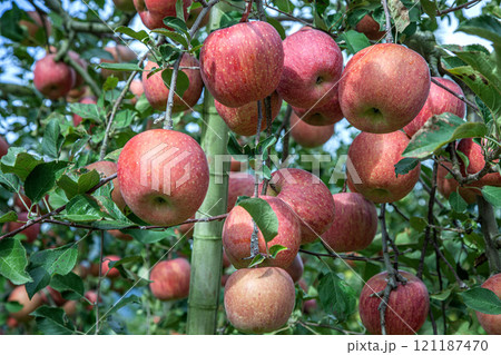 無袋ふじりんご 無袋ふじりんご 121187470