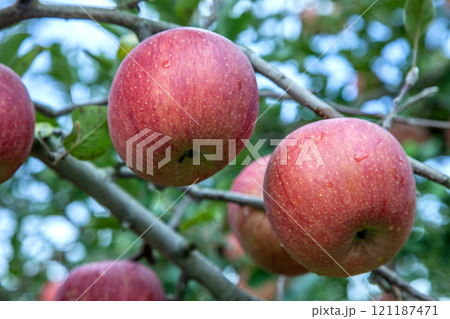 無袋ふじりんご 無袋ふじりんご 121187471