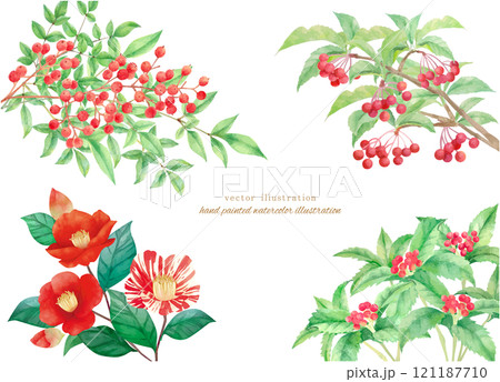 水彩で描いた冬の植物のベクターイラスト 121187710