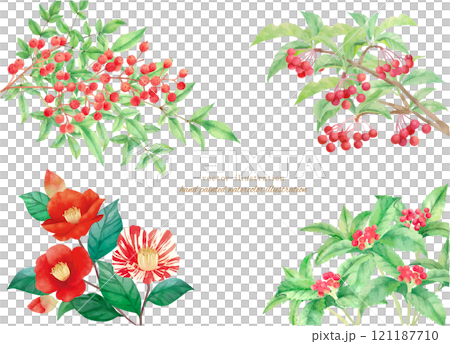 水彩で描いた冬の植物のベクターイラスト 121187710