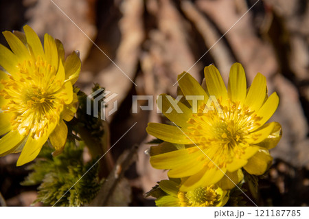 黄色い春の花　福寿草 121187785