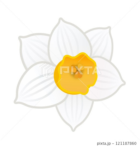 日本水仙の花のイラスト 121187860