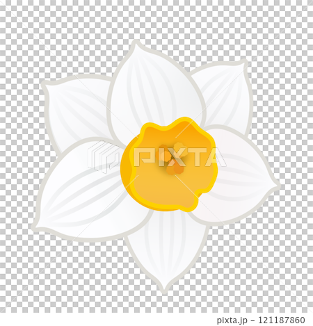 Japanese daffodil flower illustration 121187860