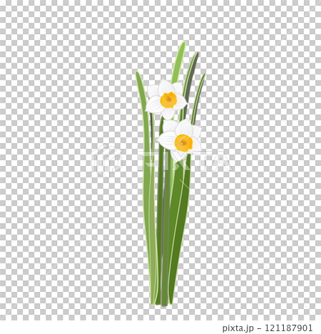 日本水仙のイラスト 日本水仙のイラスト 121187901
