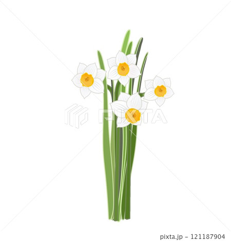 日本水仙のイラスト 121187904