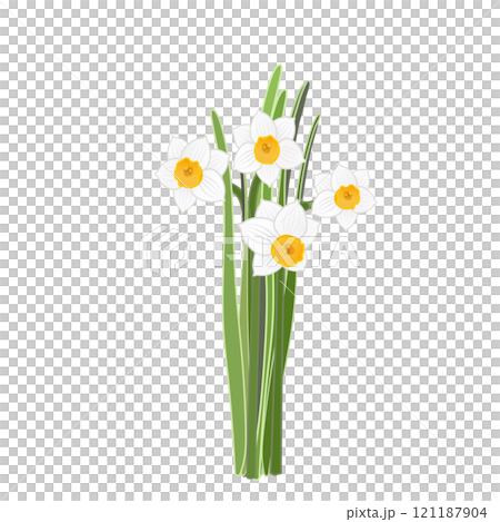 日本水仙のイラスト 121187904