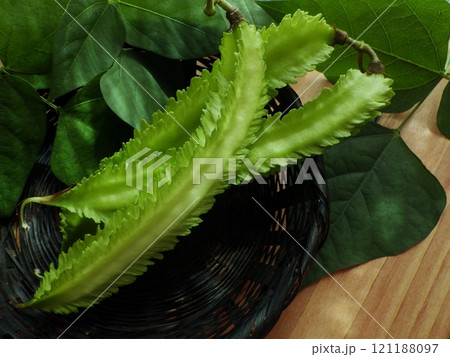黒い笊に乗せた、うりずん豆(四角豆)三本と葉 黒い笊に乗せた、うりずん豆(四角豆)三本と葉 121188097