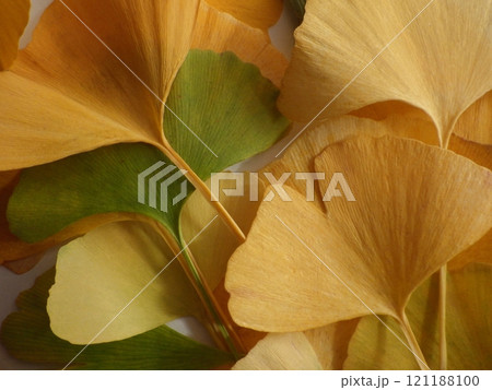 黄色と緑色のイチョウの葉 121188100