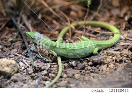 ミヤコカナヘビ 121188432