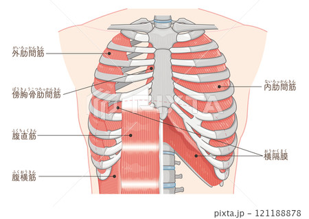 呼吸補助筋のイラスト・Respiratory accessory illustration 呼吸補助筋のイラスト・Respiratory accessory illustration 121188878
