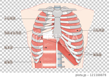 呼吸補助筋のイラスト・Respiratory accessory illustration 呼吸補助筋のイラスト・Respiratory accessory illustration 121188878