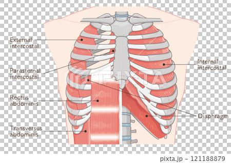 Respiratory accessory illustration Respiratory accessory illustration 121188879