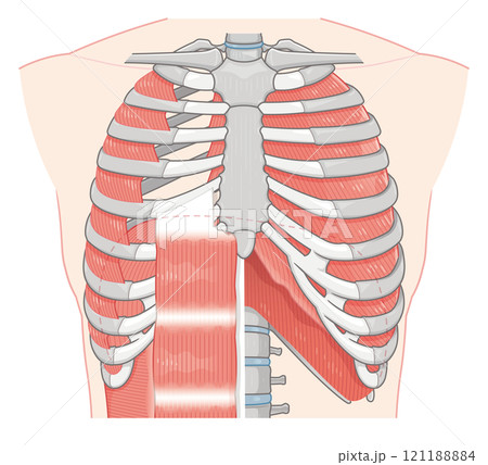 呼吸補助筋のイラスト・Respiratory accessory illustration 121188884
