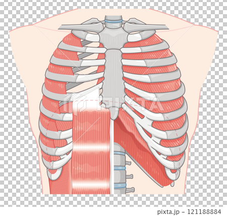 呼吸補助筋のイラスト・Respiratory accessory illustration 121188884