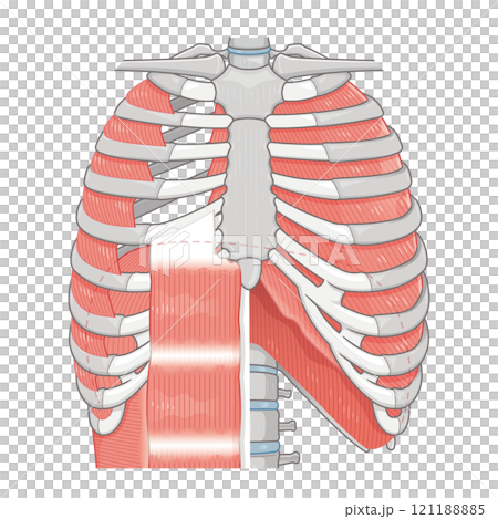 呼吸補助筋のイラスト・Respiratory accessory illustration 121188885