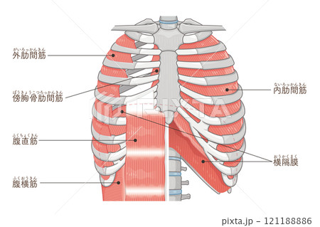 呼吸補助筋のイラスト・Respiratory accessory illustration 121188886