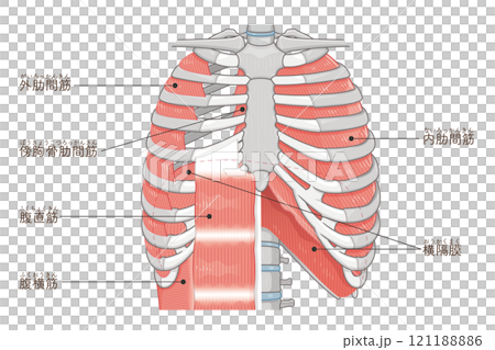 呼吸補助筋のイラスト・Respiratory accessory illustration 121188886