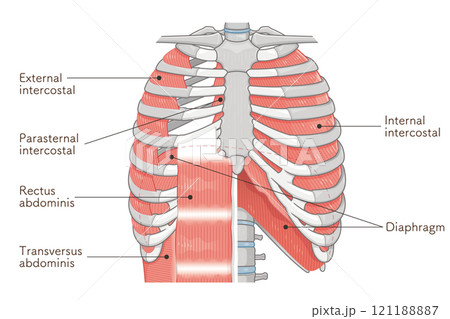 呼吸補助筋のイラスト・Respiratory accessory illustration 121188887