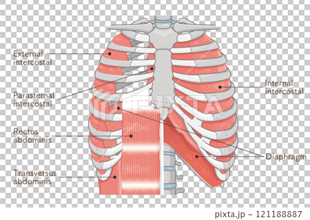 呼吸補助筋のイラスト・Respiratory accessory illustration 121188887