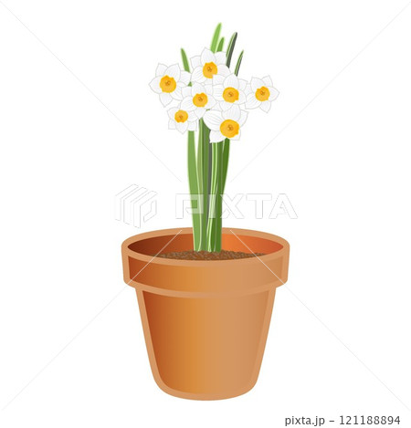 日本水仙の植木鉢のイラスト 日本水仙の植木鉢のイラスト 121188894