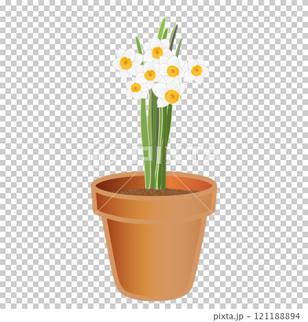 日本水仙の植木鉢のイラスト 日本水仙の植木鉢のイラスト 121188894