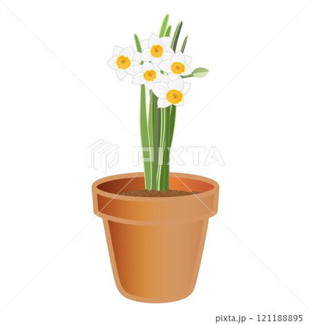 日本水仙の植木鉢のイラスト 日本水仙の植木鉢のイラスト 121188895
