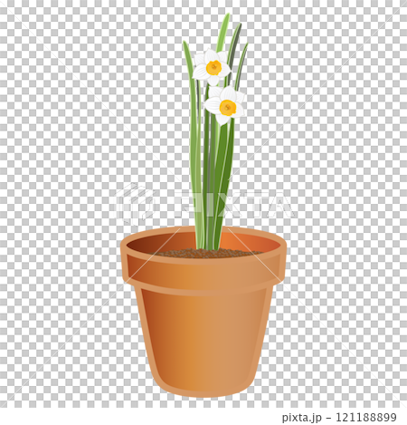 日本水仙花盆的插圖 日本水仙花盆的插圖 121188899