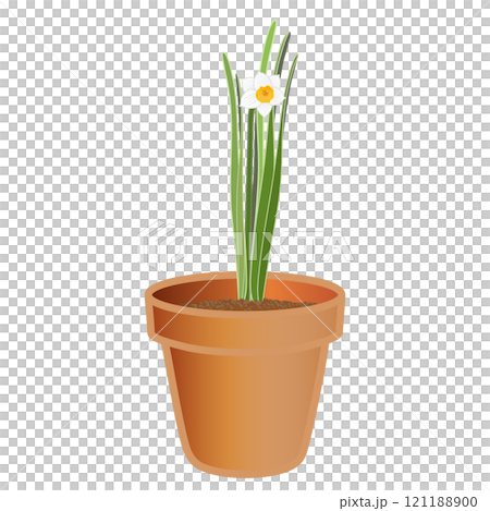 日本水仙花盆的插圖 121188900