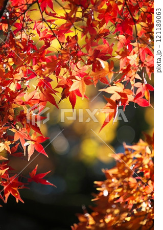 晩秋の紅葉写真 121189063