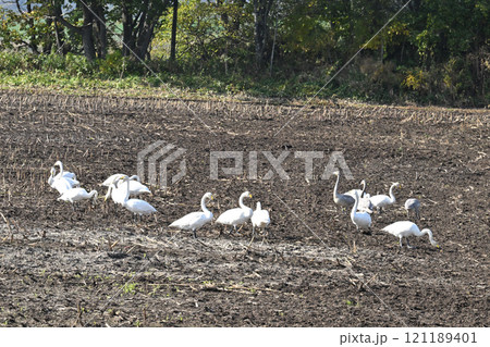 畑のオオハクチョウ 121189401