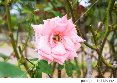 秋のバラ園に咲くピンクの薔薇 秋のバラ園に咲くピンクの薔薇 121189442