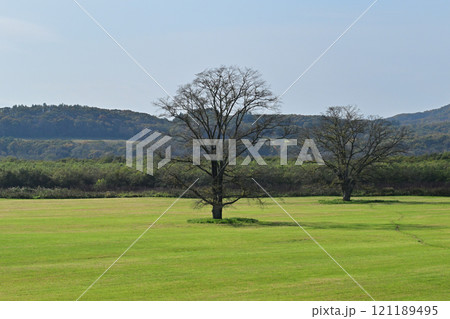 ハルニレの木 ハルニレの木 121189495