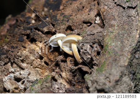 朽木の隙間にエノキタケキノコの兄弟が仲良く成長（自然光＋ストロボ、マクロ接写） 121189503