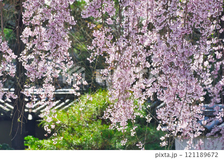 京都 高台寺 美しい枝垂れ桜(京都府京都市東山区) 京都 高台寺 美しい枝垂れ桜(京都府京都市東山区) 121189672