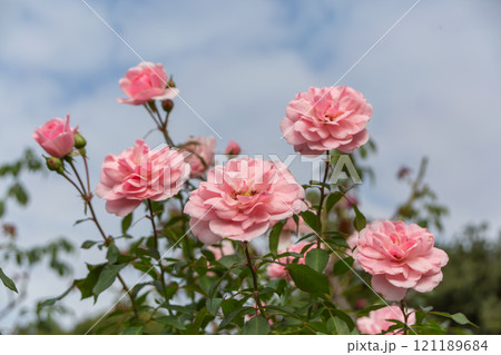 青空に映えるバラ 121189684