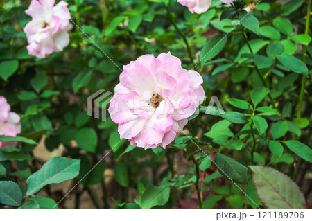 濃いピンクのばらの花のアップ 濃いピンクのばらの花のアップ 121189706
