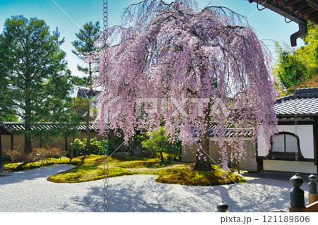 京都 高台寺 美しい枝垂れ桜(京都府京都市東山区) 京都 高台寺 美しい枝垂れ桜(京都府京都市東山区) 121189806