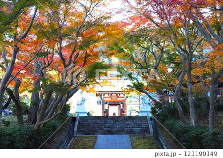 紅葉の天嶽院(神奈川県藤沢市渡内1丁目) 紅葉の天嶽院(神奈川県藤沢市渡内1丁目) 121190149