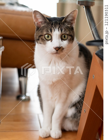座っている猫　キジトラ白 121190311