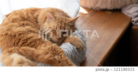 窓辺で眠る猫　茶トラ猫 121190315