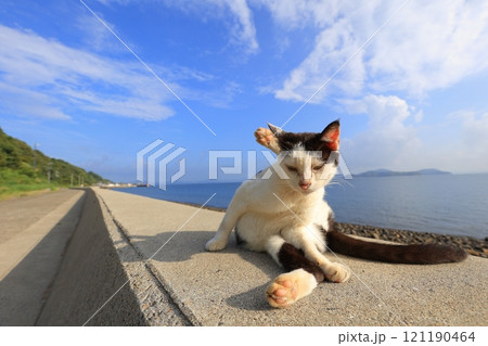 海辺の猫 海辺の猫 121190464