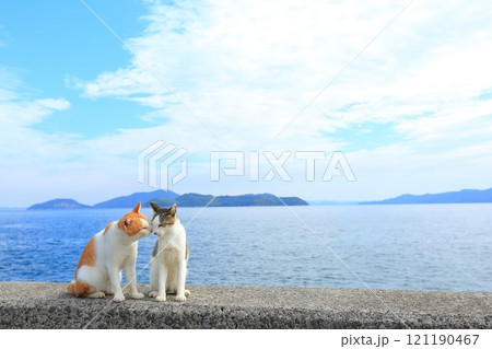 海辺の猫 121190467