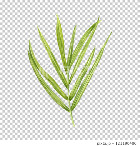 Yellow green palm leaf watercolor hand drawn illustration. Simple tropical howea or areca twig elongated leaves. Floral exotic element for summer package design, label, bouquet decor. Top view Yellow green palm leaf watercolor hand drawn illustration. Simple tropical howea or areca twig elongated leaves. Floral exotic element for summer package design, label, bouquet decor. Top view 121190480
