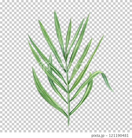 Tropical green areca palm tree branch watercolor hand drawn illustration. Exotic jungle floral element for beach package design, label, summer invitation, poster. Top view clip art Tropical green areca palm tree branch watercolor hand drawn illustration. Exotic jungle floral element for beach package design, label, summer invitation, poster. Top view clip art 121190481