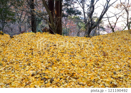 ロマンチック茨城（見事な銀杏の絨毯と自然。笠間市・吾国山ハイキングコースの晩秋の絶景。） 121190492