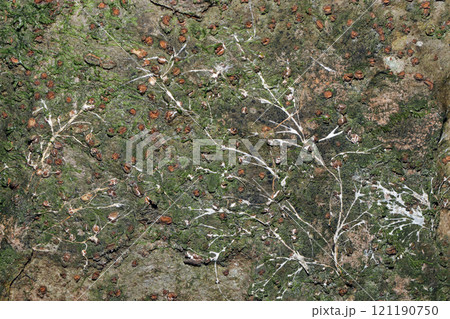 様々な菌類、苔が寄生する広葉樹幹に白い菌糸は拡がっていく様子（自然光+ストロボ・マクロ接写） 121190750