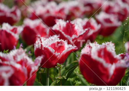 華麗なるフリジン咲きのチューリップ	 121190825