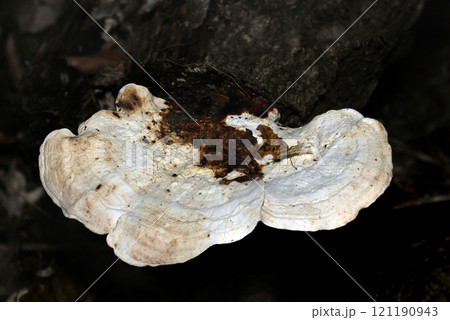 暗い朽木と堆積土を背景に白いタマチョレイタケ科キノコのカサ（自然環境下＋ストロボマクロ接写） 121190943