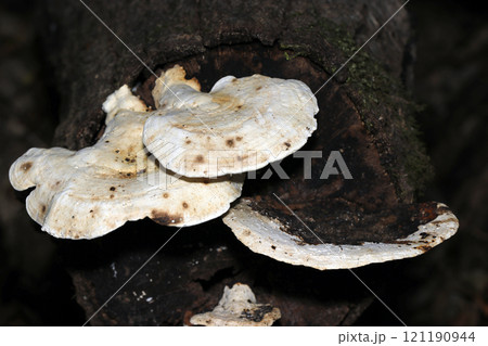 暗い朽木と堆積土を背景に白いタマチョレイタケ科キノコのカサ 暗い朽木と堆積土を背景に白いタマチョレイタケ科キノコのカサ 121190944