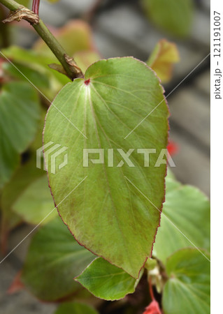Dragon Wing Red begonia 121191007